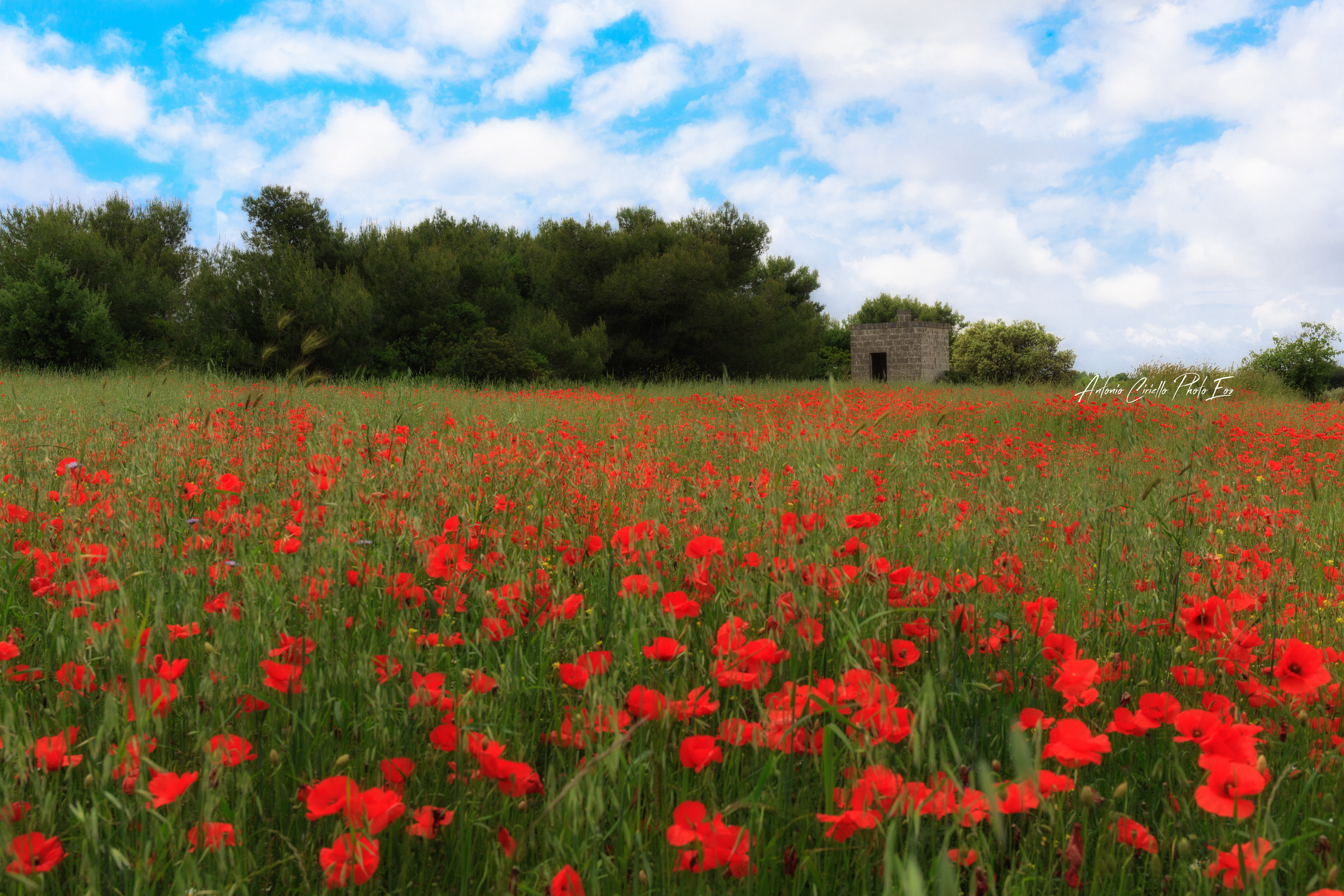 Magia di colori in una grigia primavera